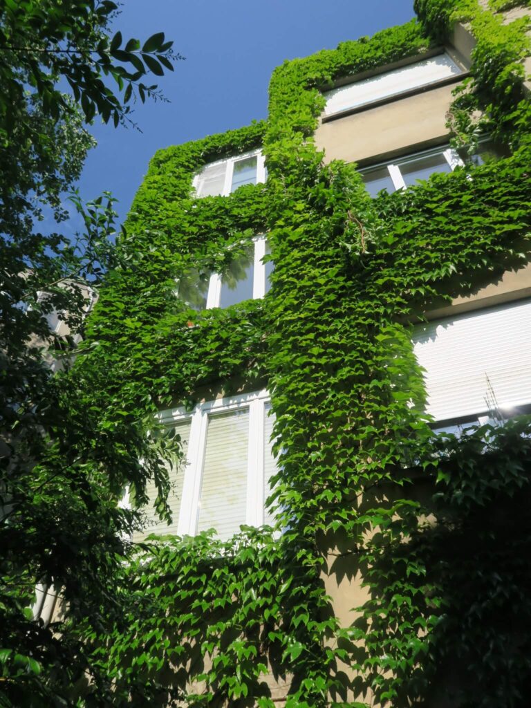 vue de la façade avec balcons refermés occupés en tant que buanderie avec lierre recouvrant de couleur verte